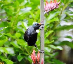 黃喉直嘴吸蜜鳥