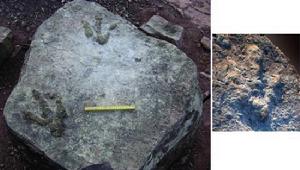 （圖）恐龍足跡