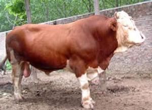 Simmental cattle