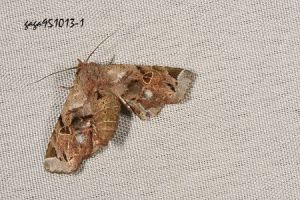 玫斑鑽夜蛾 玫斑鑽夜蛾