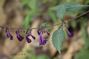 出蕊四輪香 出蕊四輪香