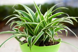 吊蘭花[蘭科蘭屬多年生常綠草本植物]