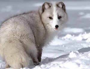 銀黑狐-049 銀黑狐-049