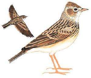 小雲雀海南亞種 小雲雀海南亞種