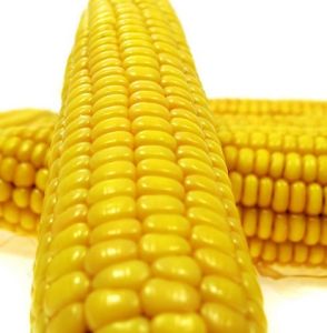 齊單一號 齊單一號