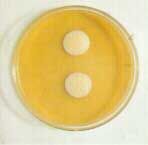 啤酒酵母的菌落