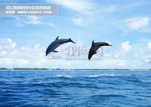 在冰川生存的企鵝