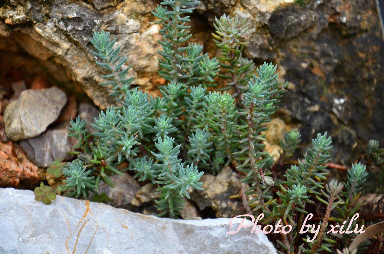 松塔景天（Sedum sediforme）