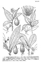 綠枝山礬 綠枝山礬