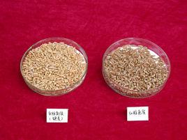 紅皮小麥 紅皮小麥