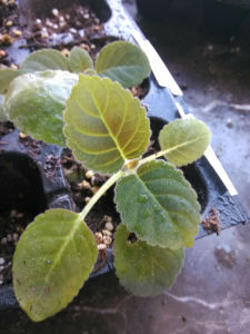 灰岩血桐 灰岩血桐