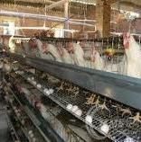 禽亞利桑那菌病