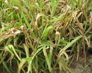 水稻病蟲害 水稻病蟲害
