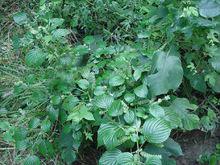 白蘇野生植物原形