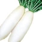 農春大根 農春大根