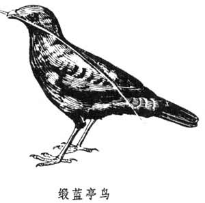 園丁鳥亞科 園丁鳥亞科