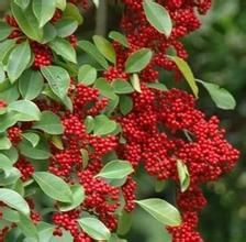 陽春冬青 陽春冬青