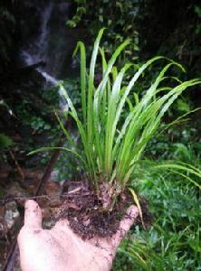 茴香菖蒲 茴香菖蒲