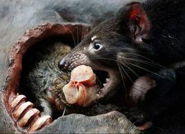 咬力最強的動物袋獅袋獾名列榜首 咬力最強的動物袋獅袋獾名列榜首