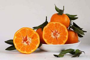 榮州春見 榮州春見