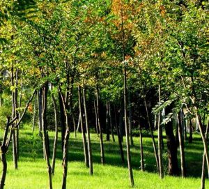 雀舌木屬 雀舌木屬