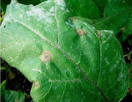 茄子褐紋病 茄子褐紋病