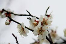 白梅[白、黃色梅花]