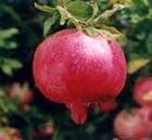 番石榴屬 番石榴屬