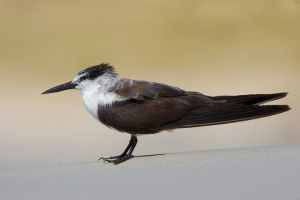 褐翅燕鷗紅海亞種