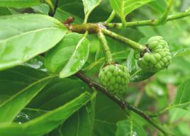 番荔枝[中藥材]