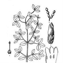 勐籠鏈珠藤 勐籠鏈珠藤