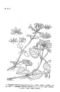 英德過路黃 英德過路黃