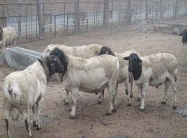 魯西黑頭羊 魯西黑頭羊