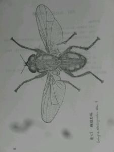 斑跖黑蠅 斑跖黑蠅