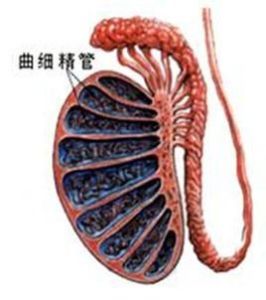 曲細精管 曲細精管