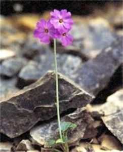 雲南報春 雲南報春