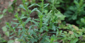 東北牡蒿 東北牡蒿