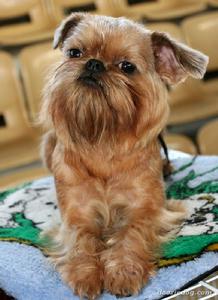 BRUSSELS GRIFFON