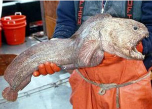 東方狼魚 東方狼魚