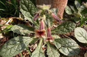 藥用植物地黃疫病 藥用植物地黃疫病