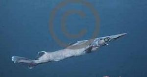 長吻田氏鯊 長吻田氏鯊