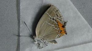 紅斑灑灰蝶 紅斑灑灰蝶