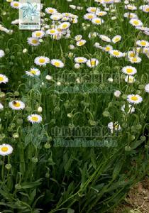 一年蓬組 一年蓬組