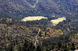 高山矮曲林 高山矮曲林