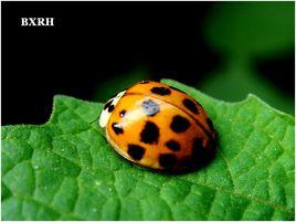 十八星瓢蟲 十八星瓢蟲