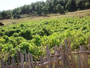 清沙地村特色產業——芸豆種植