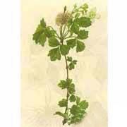 金毛木通 金毛木通