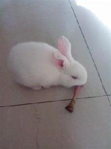 大耳白兔 大耳白兔