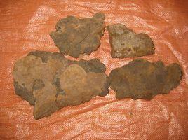 野生斑褐孔菌 野生斑褐孔菌