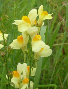 小山蘿過路黃 小山蘿過路黃